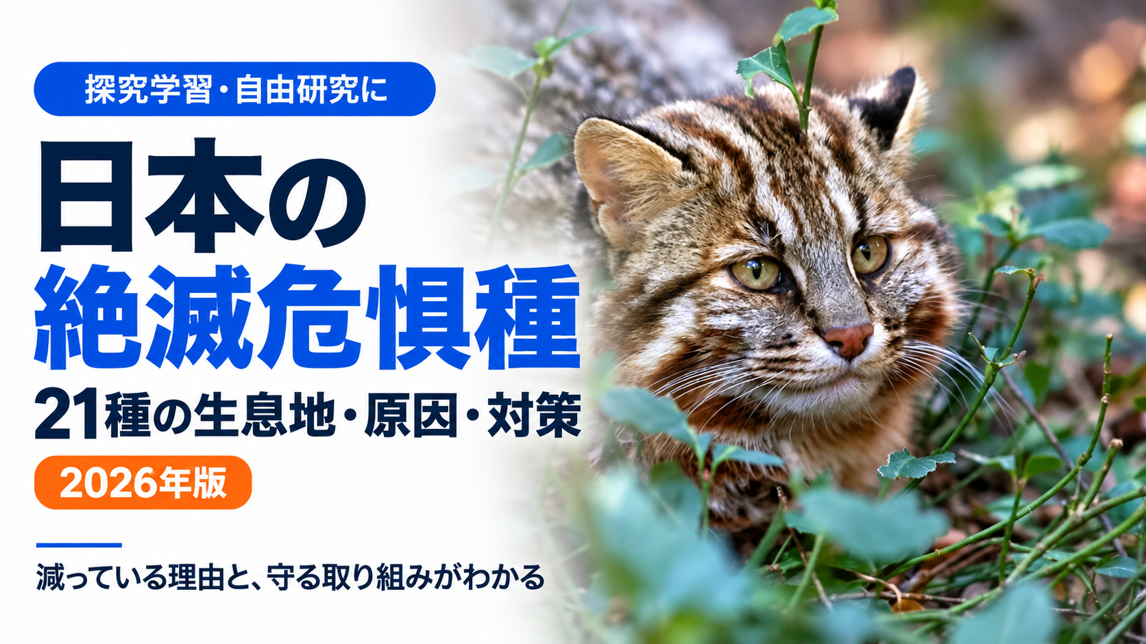 【2026年】絶滅危惧種 日本一覧21選　原因と取り組みまとめ