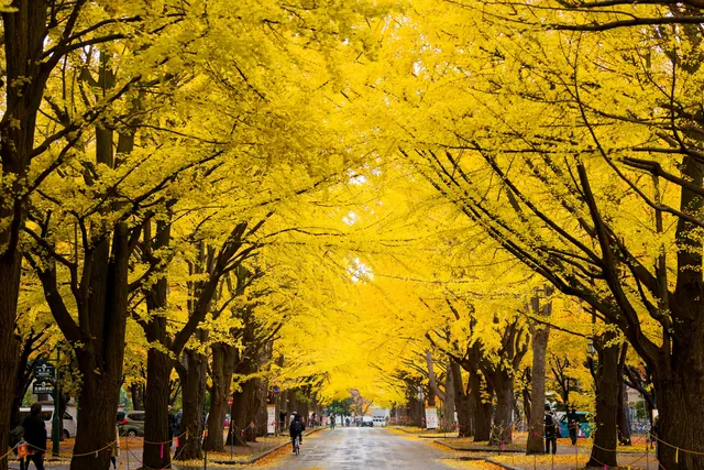 Hokkaido Daigaku Ninki2