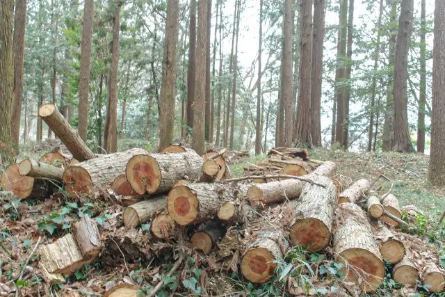 絶滅する原因森林伐採