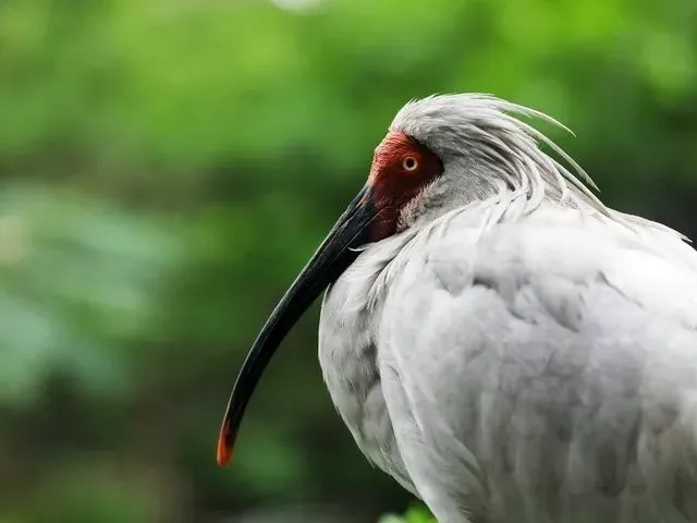 絶滅危惧種のトキ