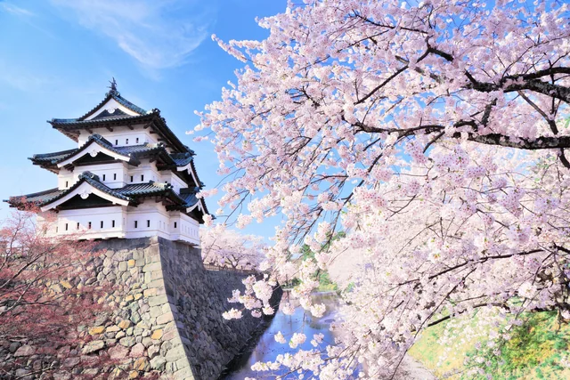 Hirosaki Daigaku Ninnki Naze2