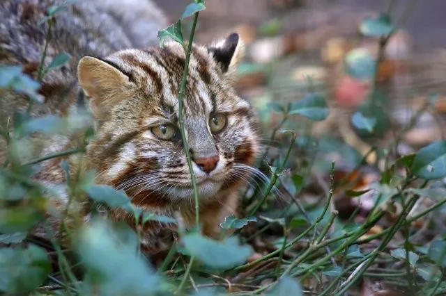 絶滅危惧種のツシマヤマネコ