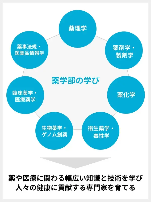 薬学部で学ぶ内容の図